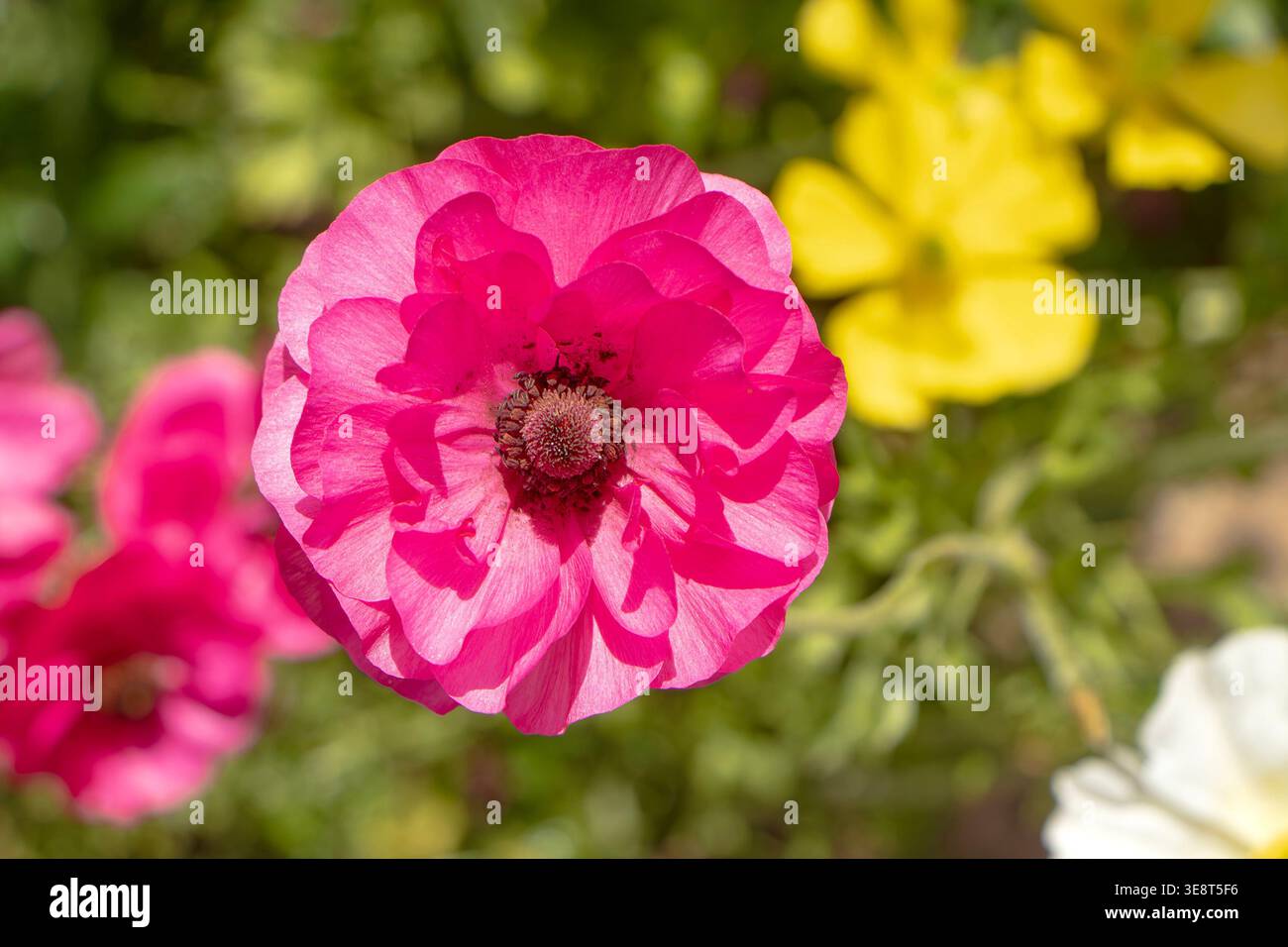 Nahaufnahme einer leuchtenden rosafarbenen Ranunkelblume in voller Blüte mit verschwommenen gelben und weißen Blüten im Hintergrund algarve, portugal Stockfoto