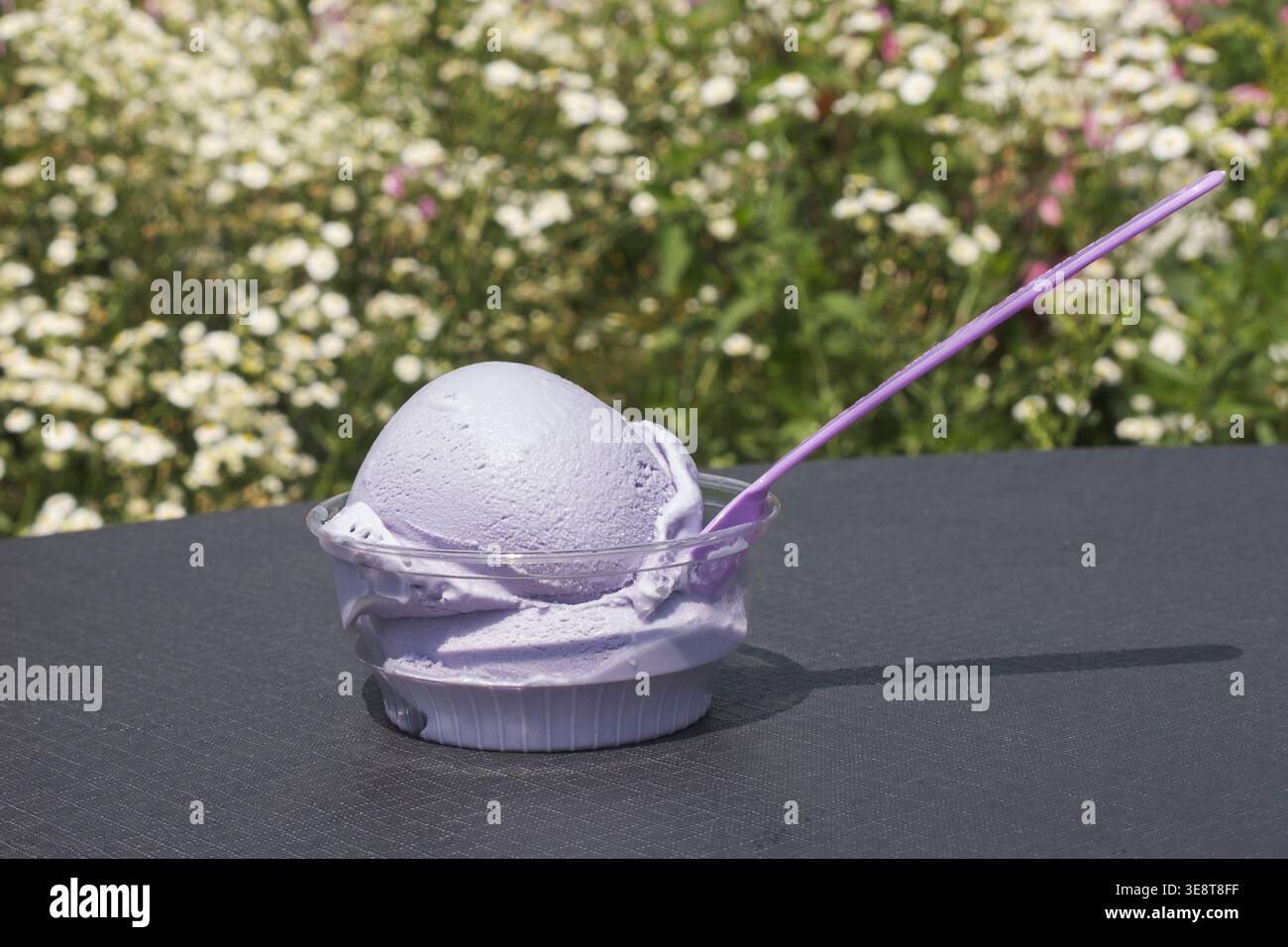 Eine Tasse Lavendeleis auf einem Tisch in einem Blumenfeld Stockfoto
