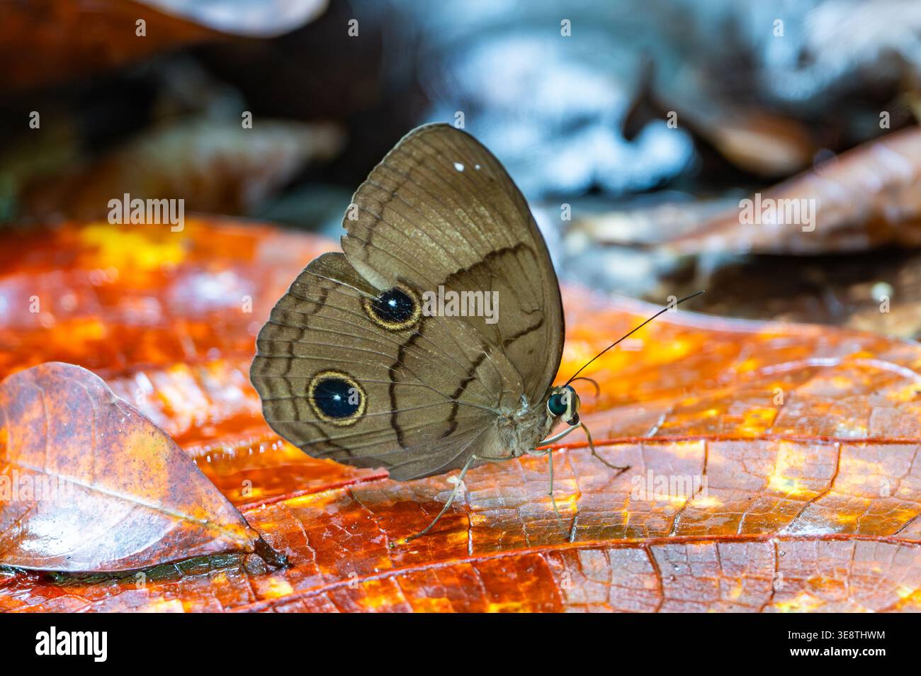 Ein Faunis-phaon-Schmetterling, der auf einem Blatt thront. Mindanao, Philippinen. Stockfoto