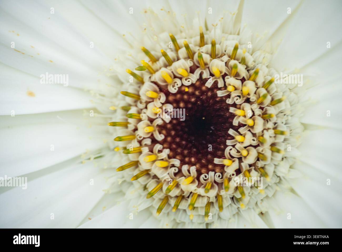 Weißes Blütenzentrum mit komplizierten Details der Blütenstempel Stockfoto