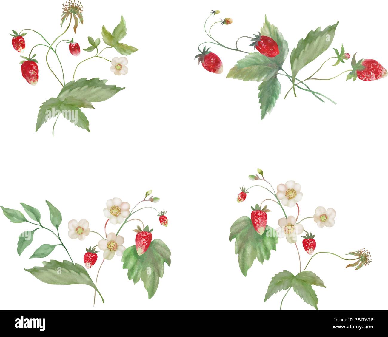 Aquarell wilde Erdbeere Elemente Set, handgezeichnete botanische Sammlung von roten Beeren, Blumen, grünen Blättern. Vektorillustration isoliert auf weiß. Stock Vektor
