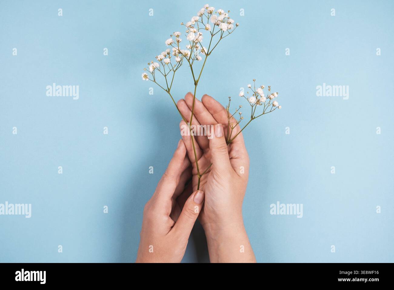 Zarte Blüten der gypsophila in weiblichen Händen auf blauem Hintergrund. Kleine weiße, schöne Blumen. Flach, Kopierbereich, Draufsicht. Muttertagskarte Stockfoto