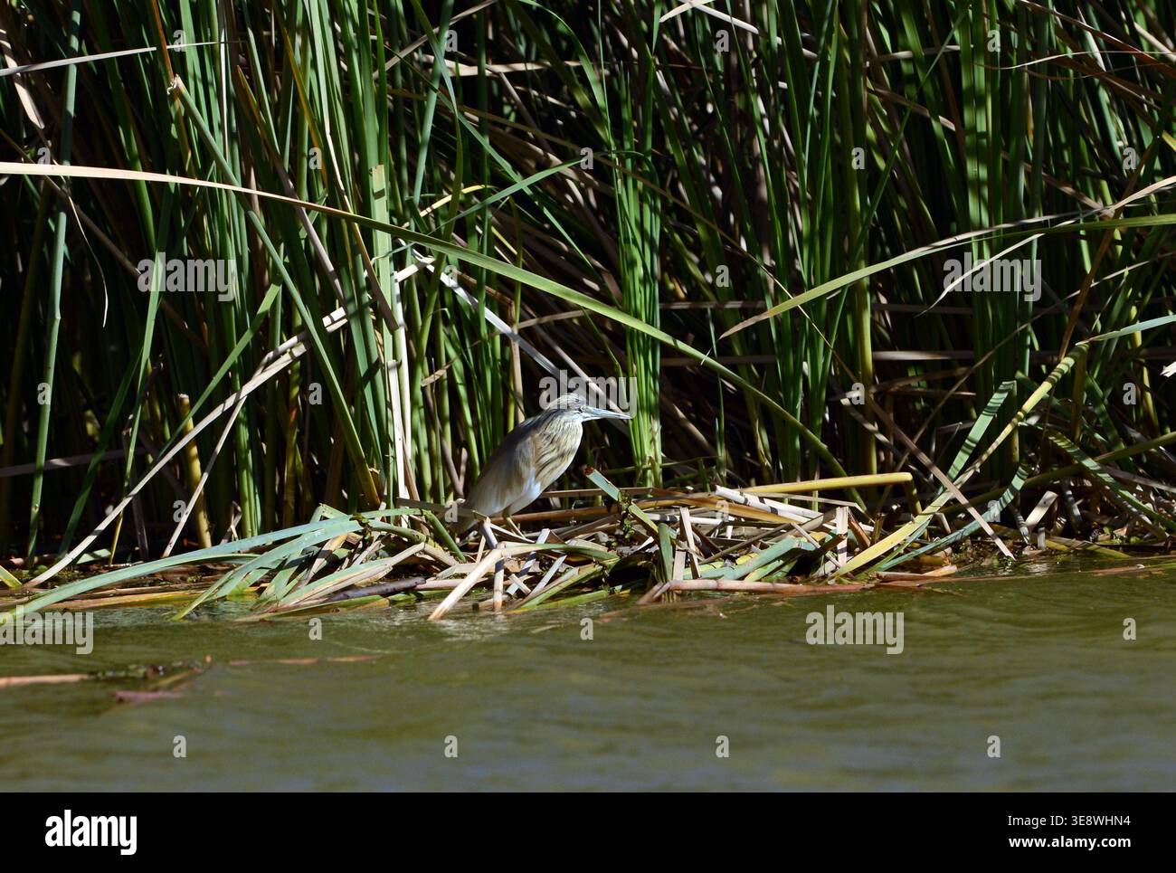 Ein Squaco-Reiher im Djoudj National Bird Sanctuary im nördlichen Senegal. Stockfoto