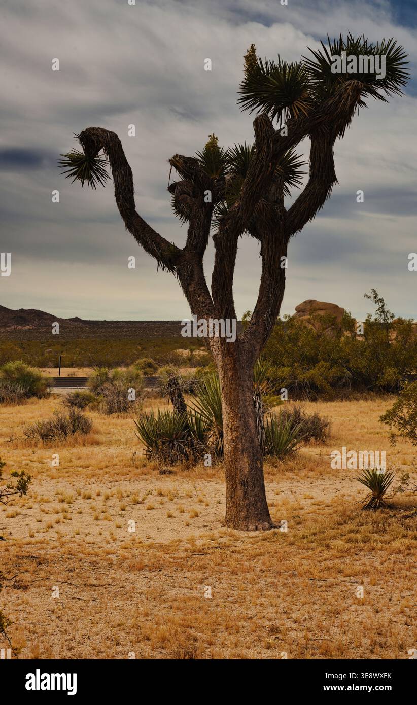 Das ungewöhnlichste Naturobjekt - der einzelne Joshua Tree in rauer Umgebung des US-Nationalparks mit wolkenblauem Himmel. Stockfoto