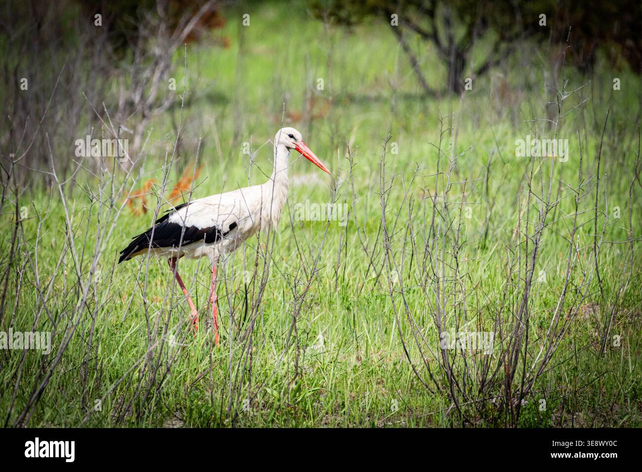 Storch hält auf einem offenen Feld mit fernen Hütten, die dahinter verschwimmen. Die weihnachtliche Umgebung hebt das Zusammenleben von Wildtieren und ländlichem Leben als Vogel hervor Stockfoto