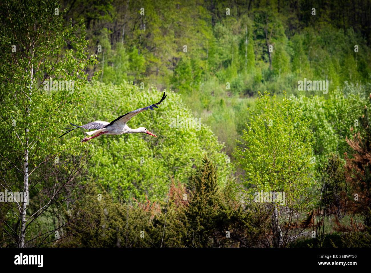 Storch gleitet tief durch ein pulsierendes Waldtal. Frisches Laub und mehrschichtige Bäume bilden eine reiche Kulisse, während der Vogel das Baldachin gezielt überweht Stockfoto