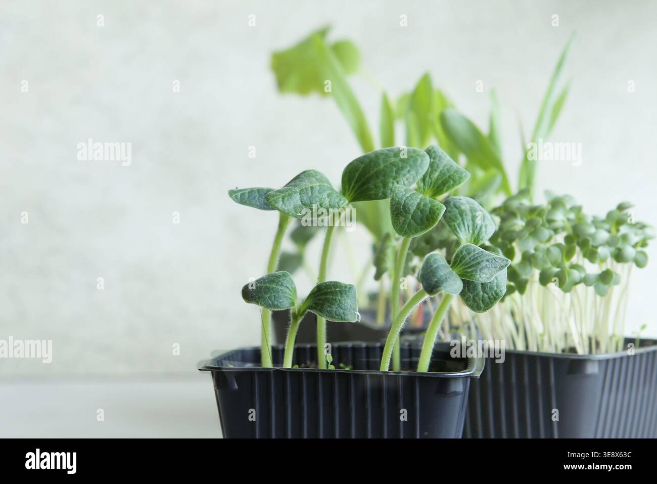 Pattypa Kürbissprossen Setzlinge in Behälter auf Fensterbank. Pattypa-Kürbispflanzen, die in einem Pflanzgefäß wachsen. Stockfoto