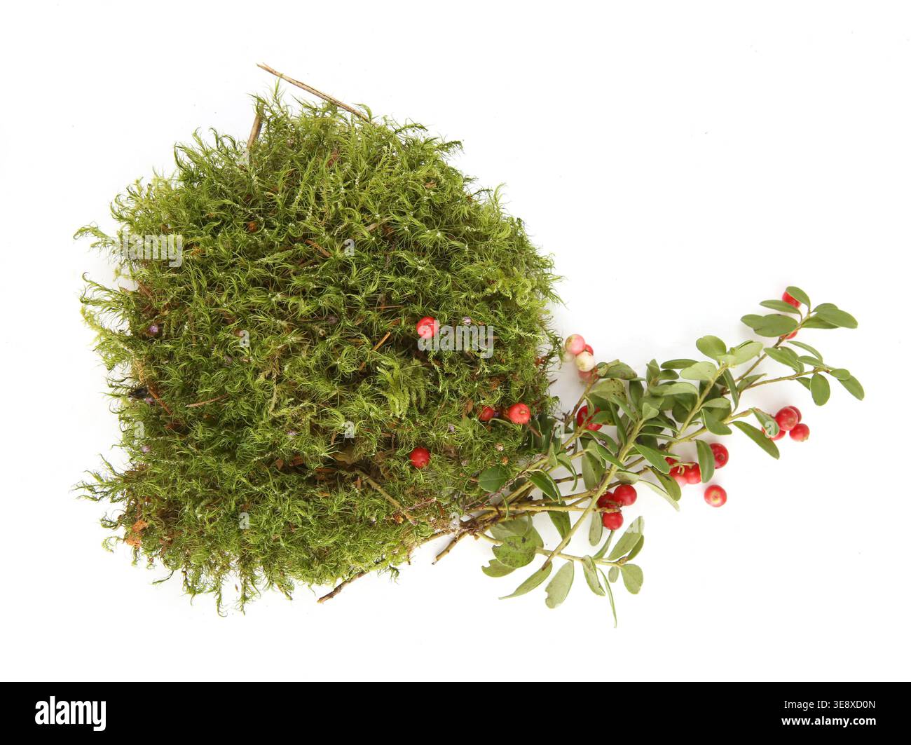 Waldpflanzen Moos und Lingonberry isoliert auf weißem Hintergrund. Anordnung von Zweigen mit roten Beeren und Moosstücken. Stockfoto