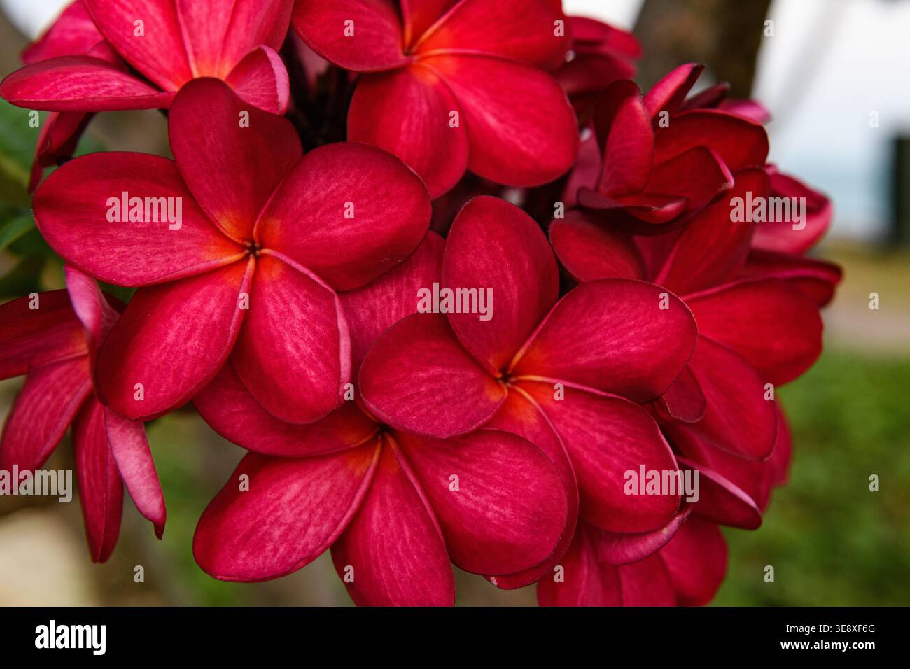 Bright fuschia plumeria blüten, allgemein bekannt als Frangipani, eine Gattung von blühenden Pflanzen aus der Familie Apocynaceae. Die meisten Arten sind Laubschnecken Stockfoto