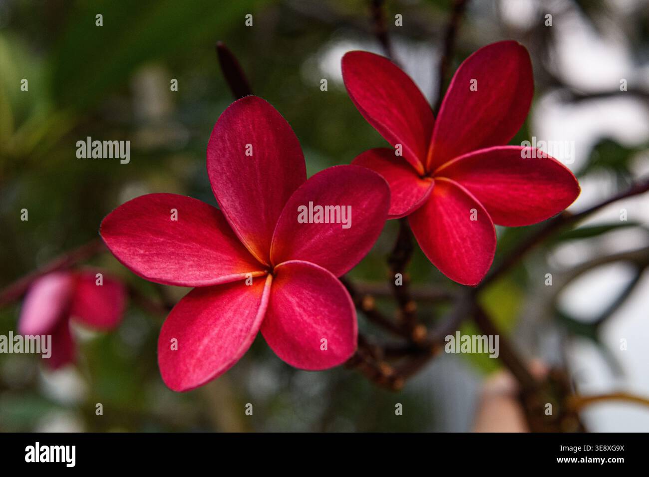 Bright fuschia plumeria blüten, allgemein bekannt als Frangipani, eine Gattung von blühenden Pflanzen aus der Familie Apocynaceae. Die meisten Arten sind Laubschnecken Stockfoto