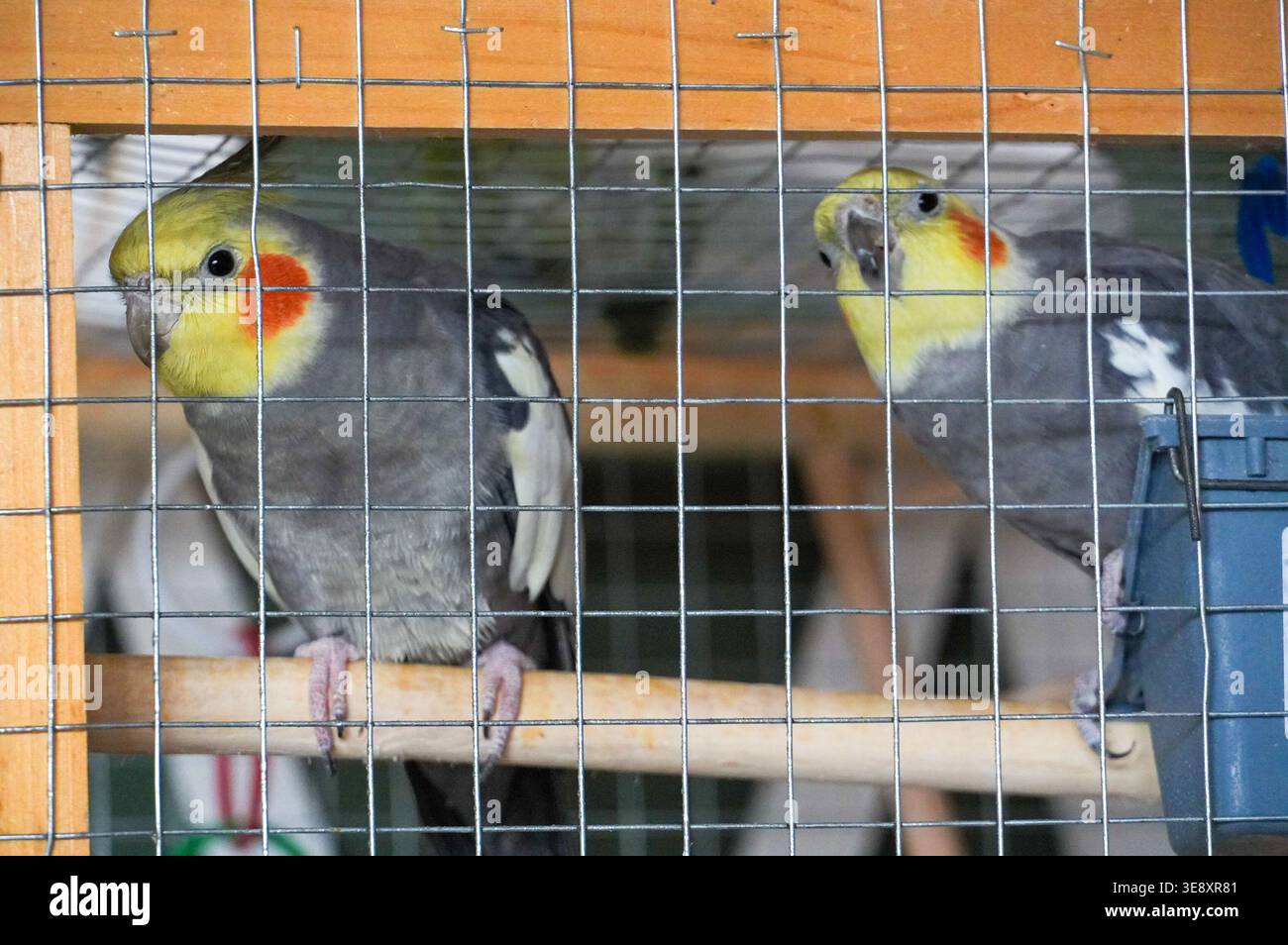 Papageien in einem Käfig bei einer Vogelshow im Zoo. Stockfoto