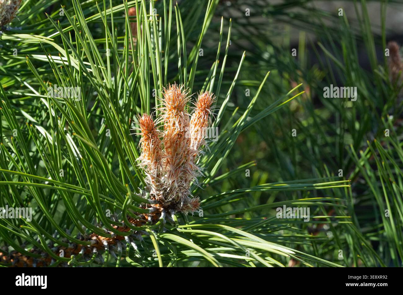 Kiefernzweig mit jungen Kegeln im Frühjahr, Nahaufnahme. Stockfoto