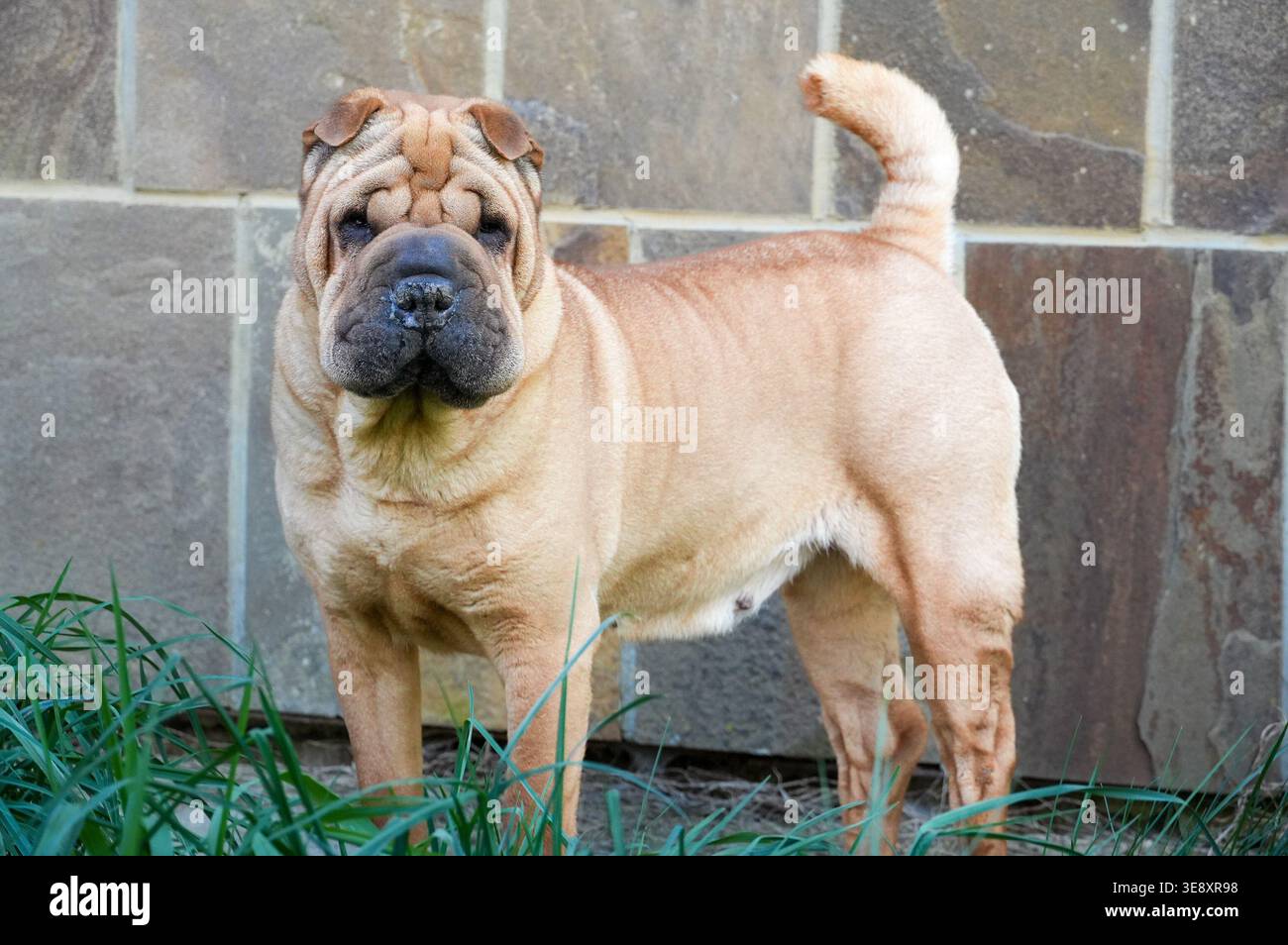 Shar Pei Welpe sitzt im Gras. Hund im Garten Stockfoto