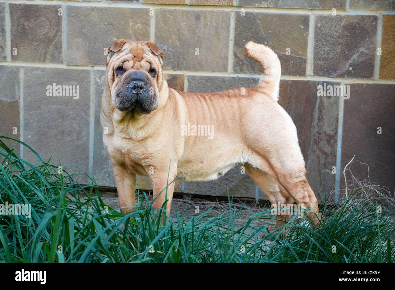 Dogue de Bordeaux ist eine Rasse der Kurzhaarrasse. Stockfoto
