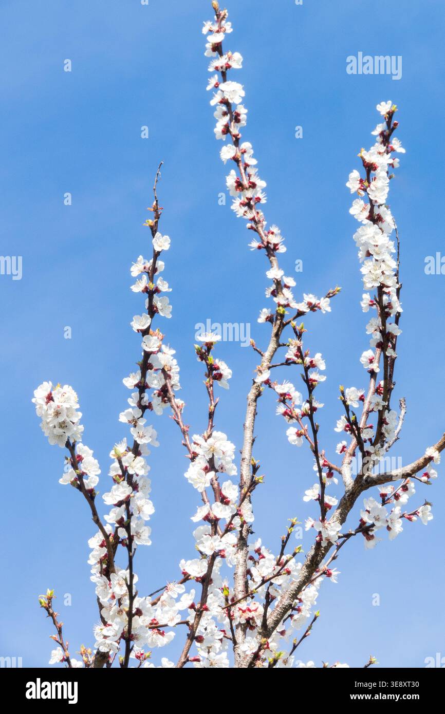 Blüten des Aprikosenbaums Prunus armeniaca im Frühjahr Stockfoto