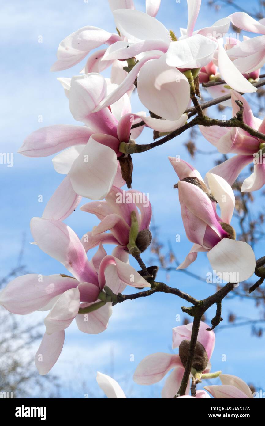 Detail mit rosa und weißen Blüten des Magnolia sprengeri 'Köln' Baumes Stockfoto