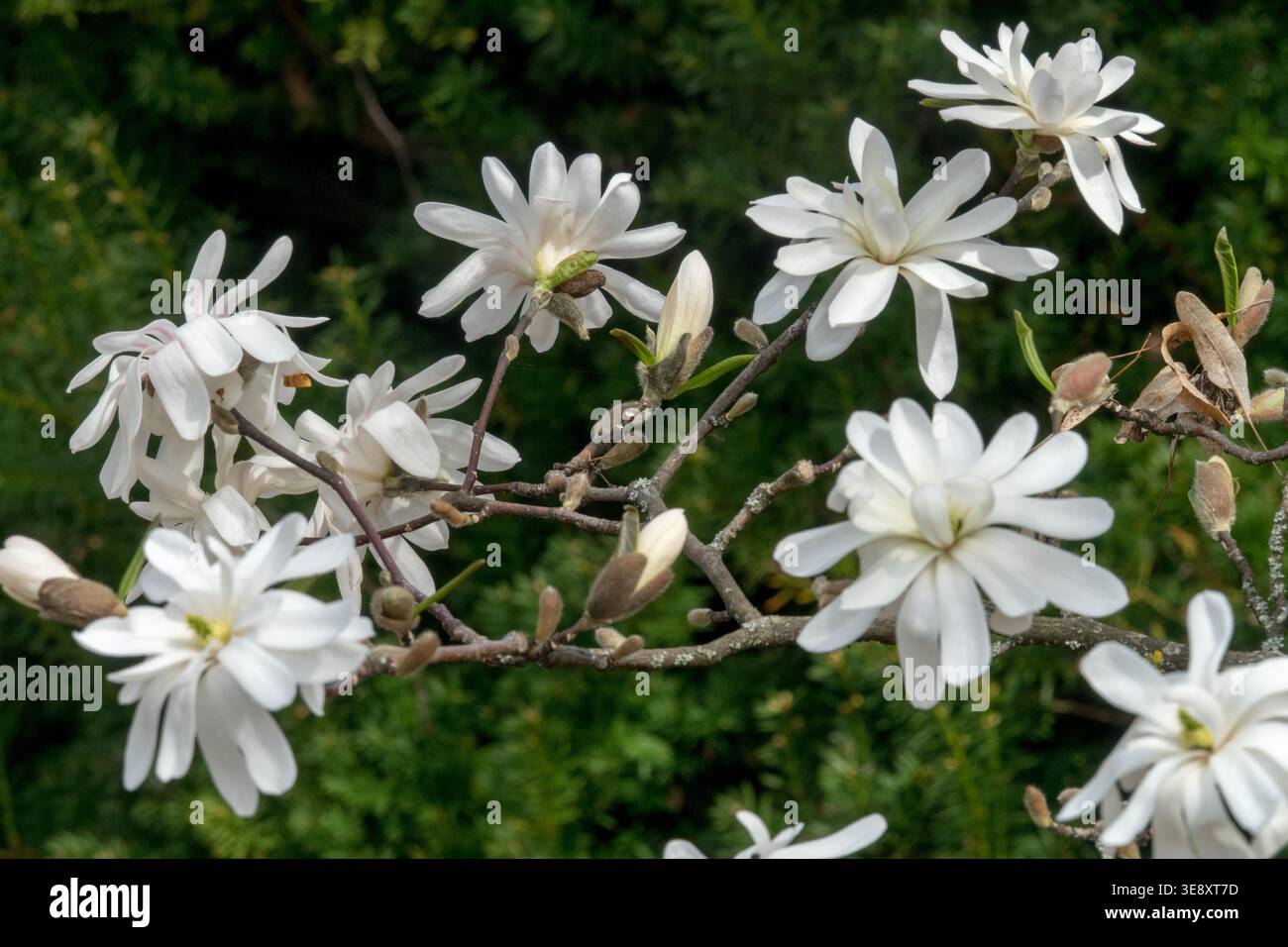 Detail der weißen Blüten des Magnolia stellata „Royal Star“-Baumes im Frühjahr Stockfoto
