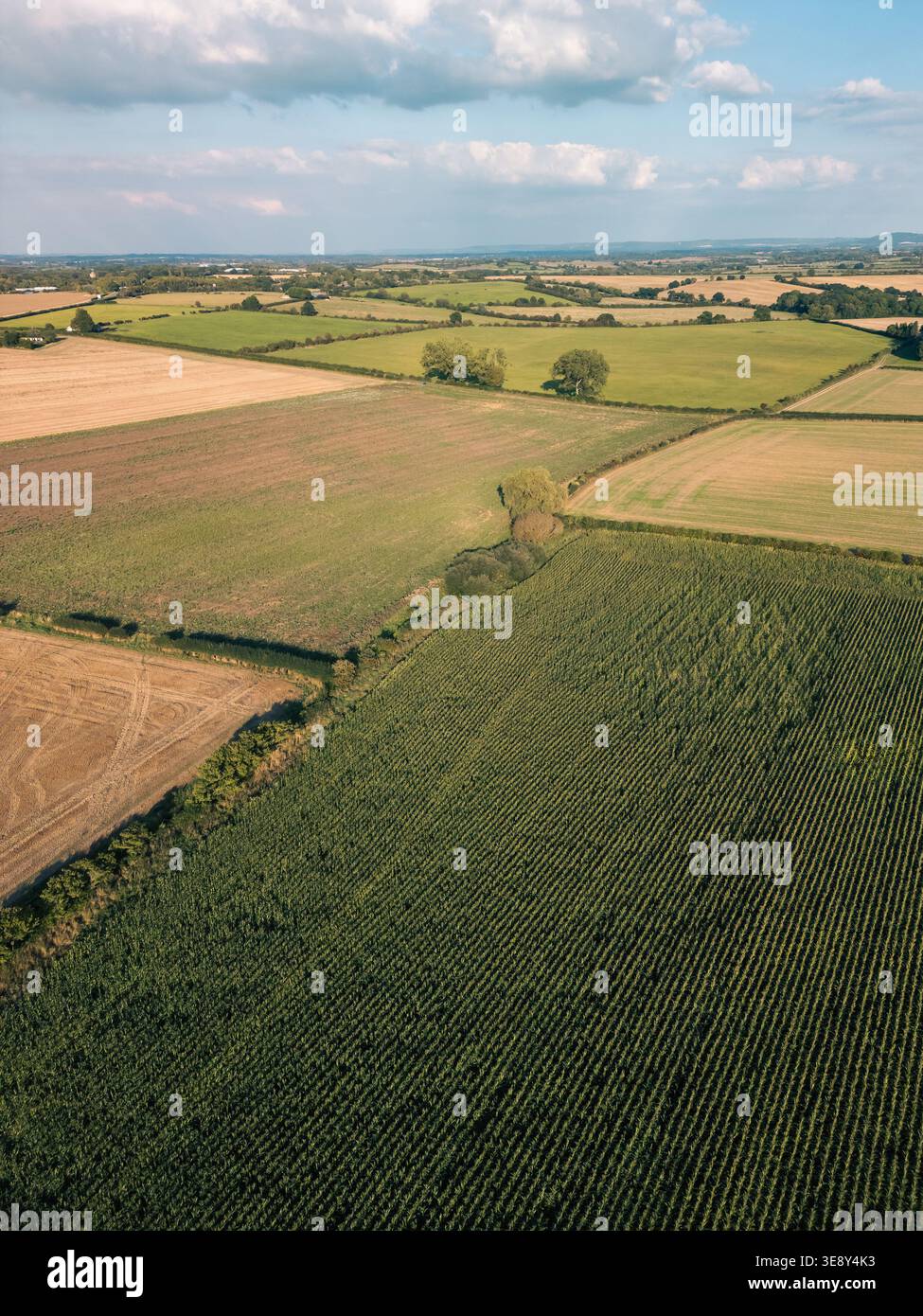 Blick auf die Drohne aus der Vogelperspektive über das Farmland und die Hecken im Sommerabendlicht, South Oxfordshire, England Stockfoto