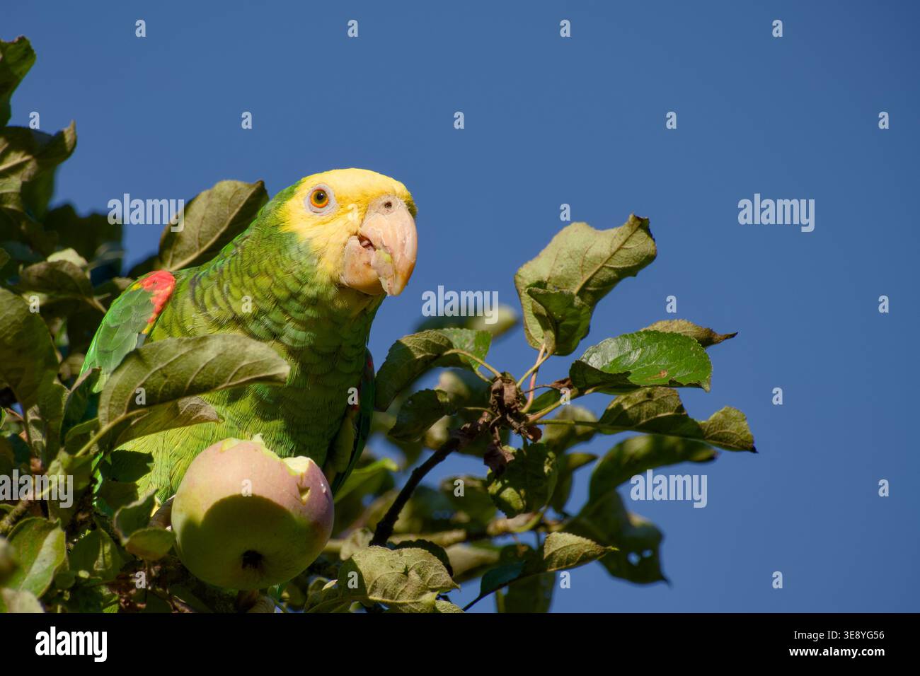 Gelbköpfiger amazonas isst Apfel, während er auf einem Zweig zwischen Blättern vor blauem Himmel sitzt. Stockfoto