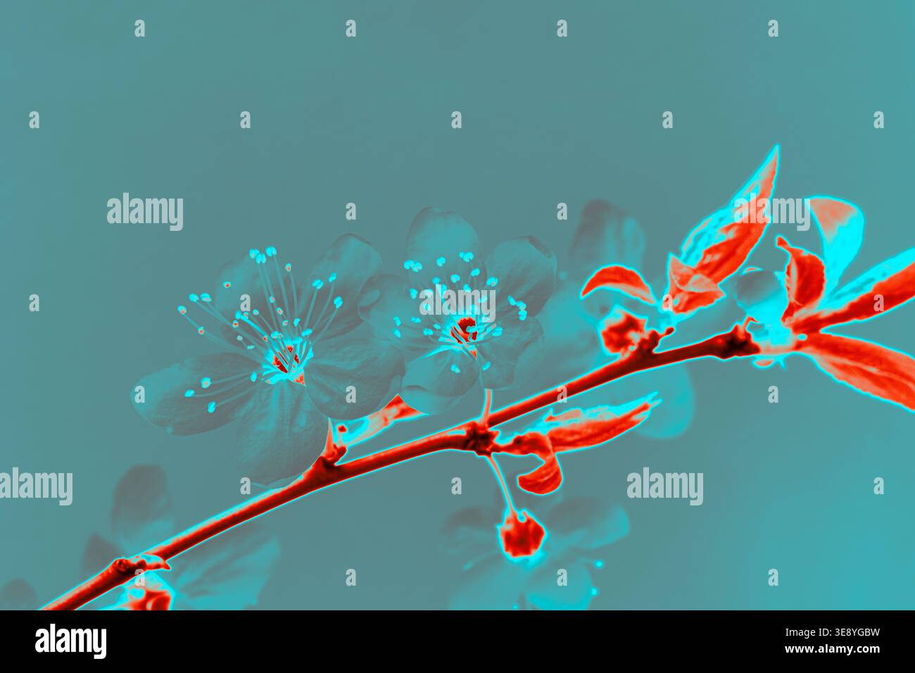 Digital verarbeiteter Kirschblütenzweig mit cyanrotem Effekt auf türkisfarbenem Hintergrund, stilisierte Blumenkomposition, diagonales Layout, abstrakte Optik, Stockfoto