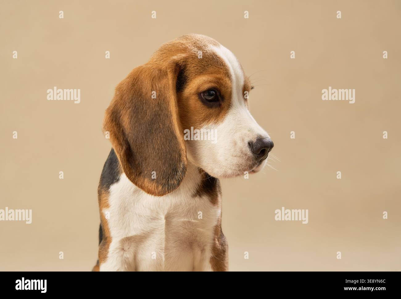 Der dreifarbige Hund dreht seinen Kopf, während er ruhig unter sanfter Beleuchtung steht. Stockfoto