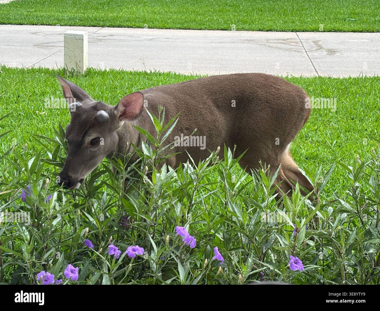Junge Hirsche, die in einem üppigen tropischen Park weiden. - Smartphone-aufgenommenes Stockfoto