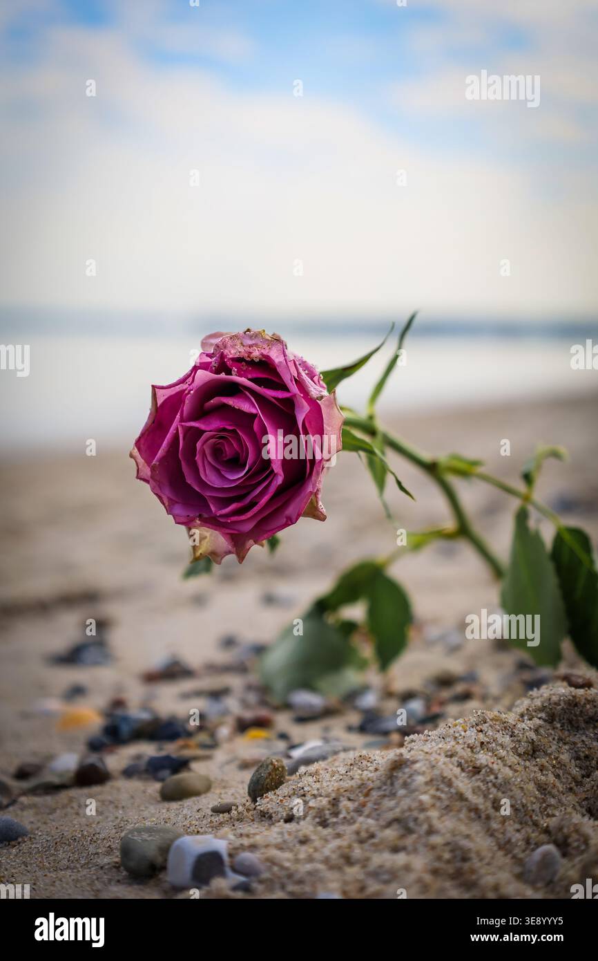 Rose am Strand mit Muscheln und verschwommenem Hintergrund Stockfoto