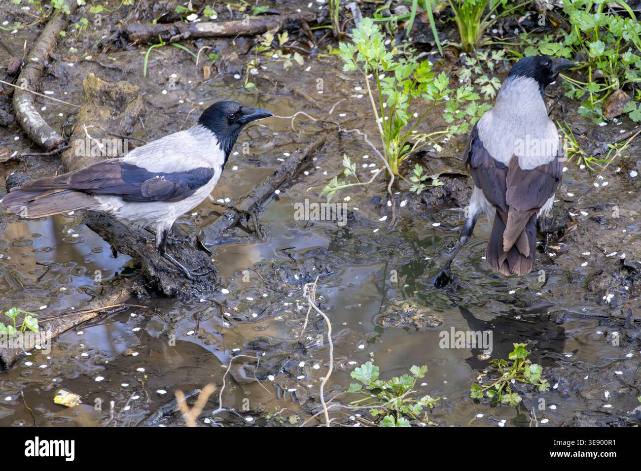 Zwei Krähen mit Kapuze stehen in einer flachen, schlammigen Pfütze, umgeben von grüner Vegetation Stockfoto