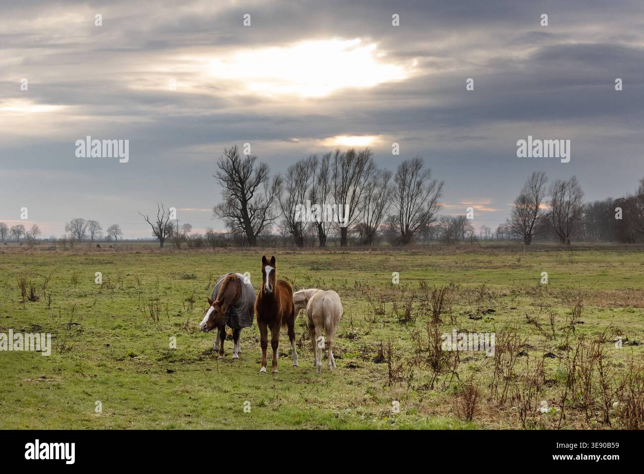 06.12.2025, Wagenitz, Brandenburg, DE - Stute und Fohlen im Winter auf einer Weide. Fohlen, Haltung, Winter, Decke, eingedeckt, Pferdedecke, Jahreszeit, Koppel, Pferde, Pferdehaltung, Pferdezucht, Stuten, Weide, Warmblut, Warmblueter, ohne Halfter, halfterlos 251206D404WAGENITZ.JPG *** 06 12 2025, Wagenitz, Brandenburg, GER Stute und Fohlen im Winter auf einer Weide Fohlen, Haltung, Winter, Decke, bedeckt, Pferdedecke, Saison, Paddock, Pferde, Pferdehaltung, Pferdezucht, Stuten, Weide, Warmblut, Warmblut, ohne Halter, halterlos 251206D404WAGENITZ JPG Stockfoto