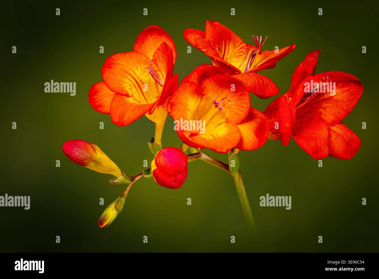 Eine Gruppe von feurigen, orangen Freesia-Blumen, fotografiert vor einem fleckig grünen Hintergrund Stockfoto