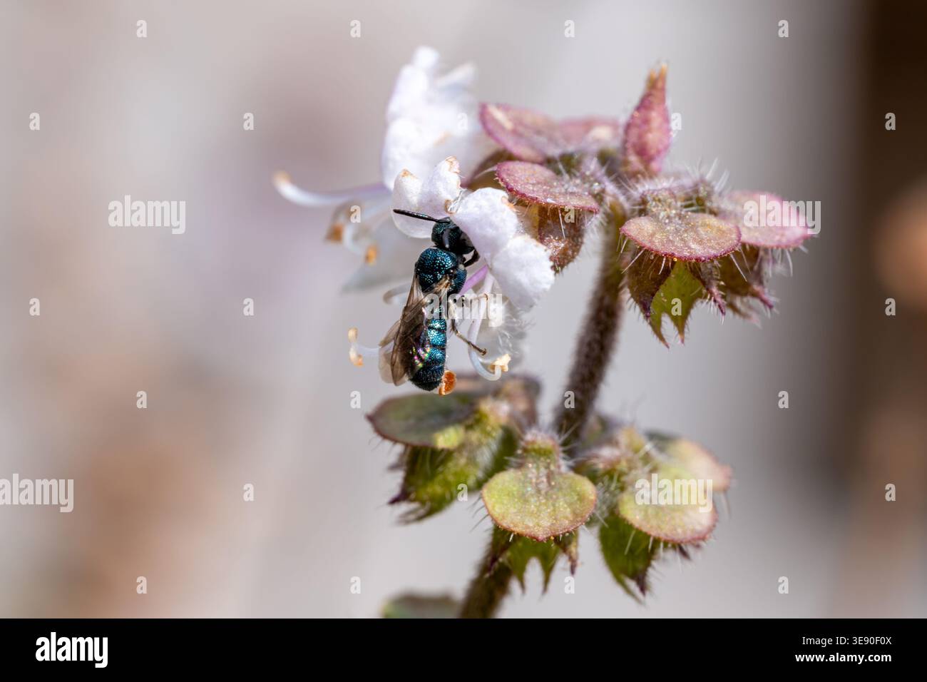 Ceratina (Pithitis) sp. Kleine Tischlerbiene auf der Suche nach Hoary Basilikum (Ocimum americanum), Kairo, Ägypten Stockfoto