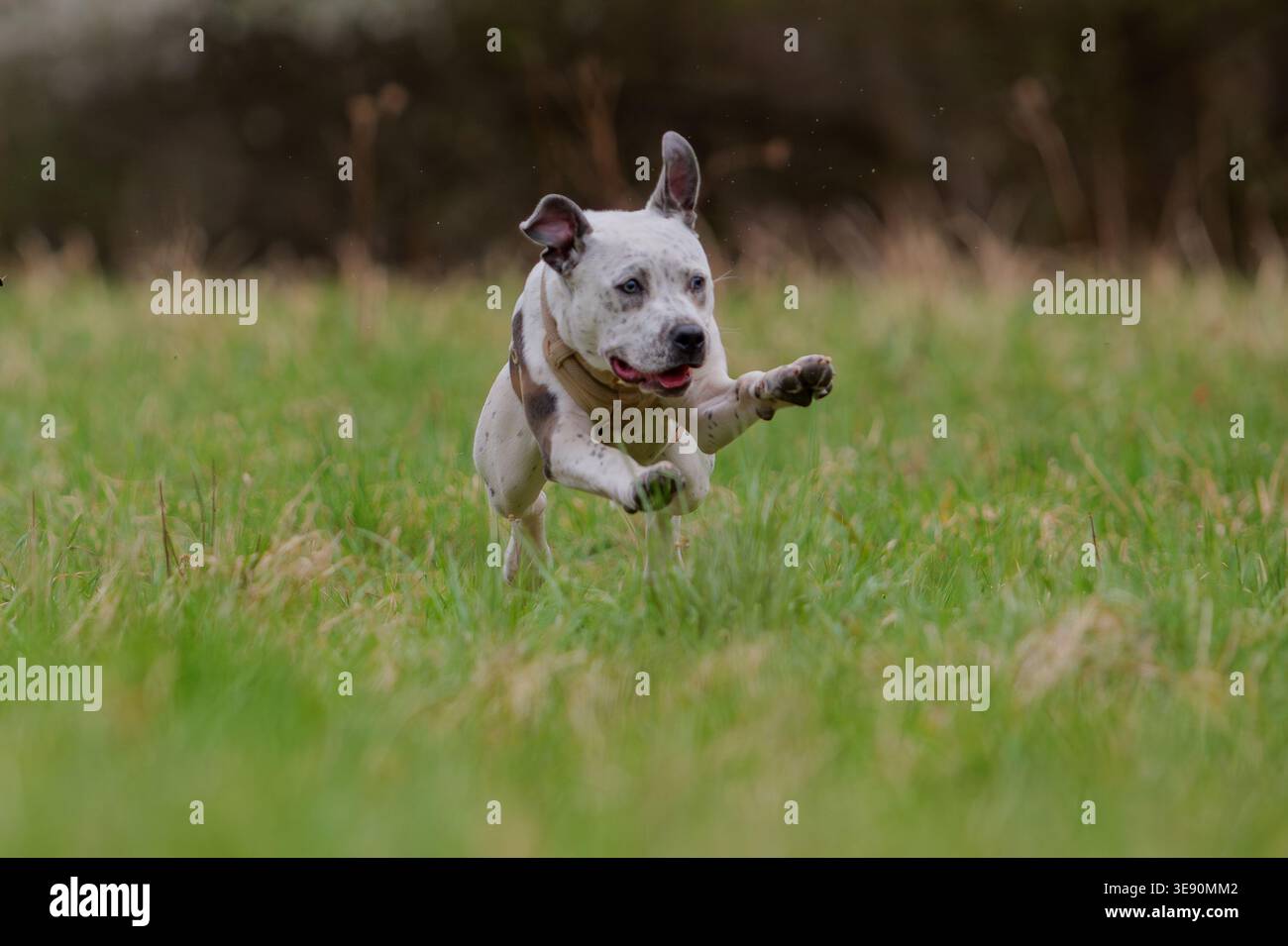 Happy Spoted Staffordshire Bull Terrier Hund, der auf grünem Gras läuft und spielt Stockfoto