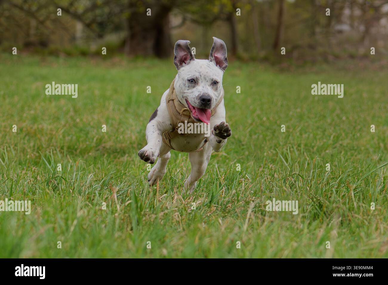 Happy Spoted Staffordshire Bull Terrier Hund, der auf grünem Gras läuft und spielt Stockfoto