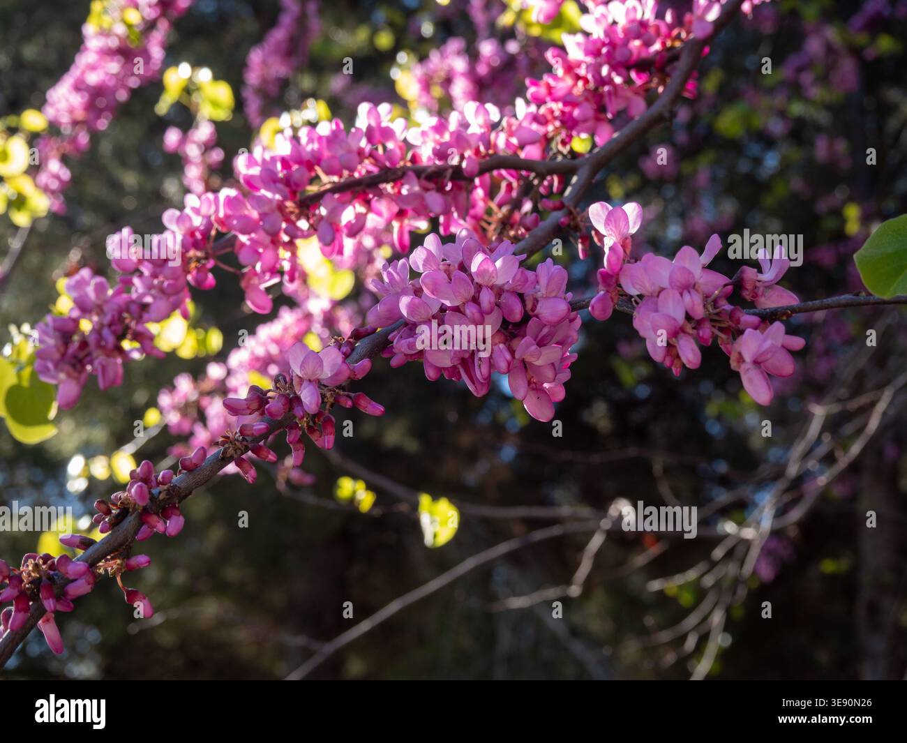 Eine schöne Nahaufnahme eines Judas-Baumes (Cercis siliquastrum) in voller Blüte. Die dunklen Zweige sind mit kleinen, hellrosa oder magentafarbenen Häusern bedeckt Stockfoto