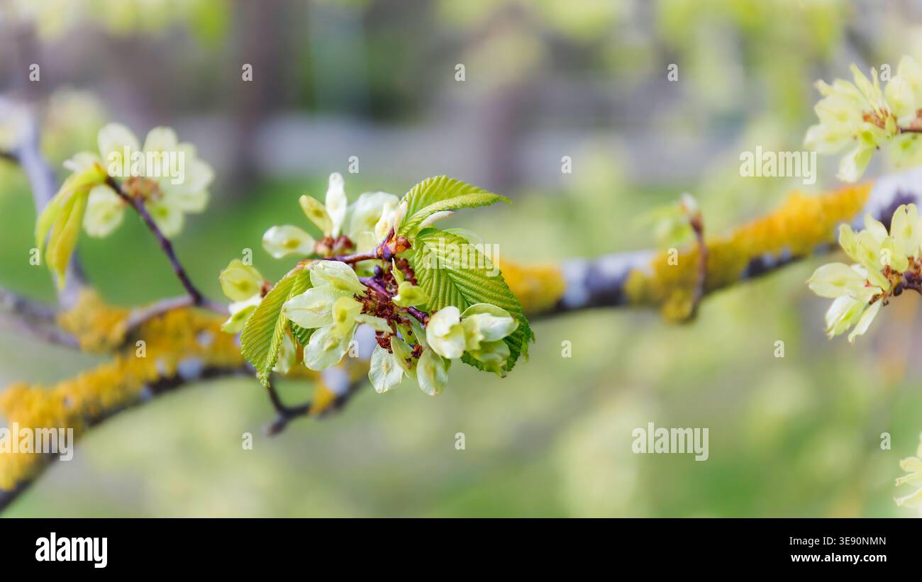 Das fragile Auftreten im baltischen Frühling ist in einem blühenden Zweig mit frischen Blättern im Seeküstenpark zu beobachten, der den Beginn des natürlichen Wachstums für die Saison zeigt Stockfoto