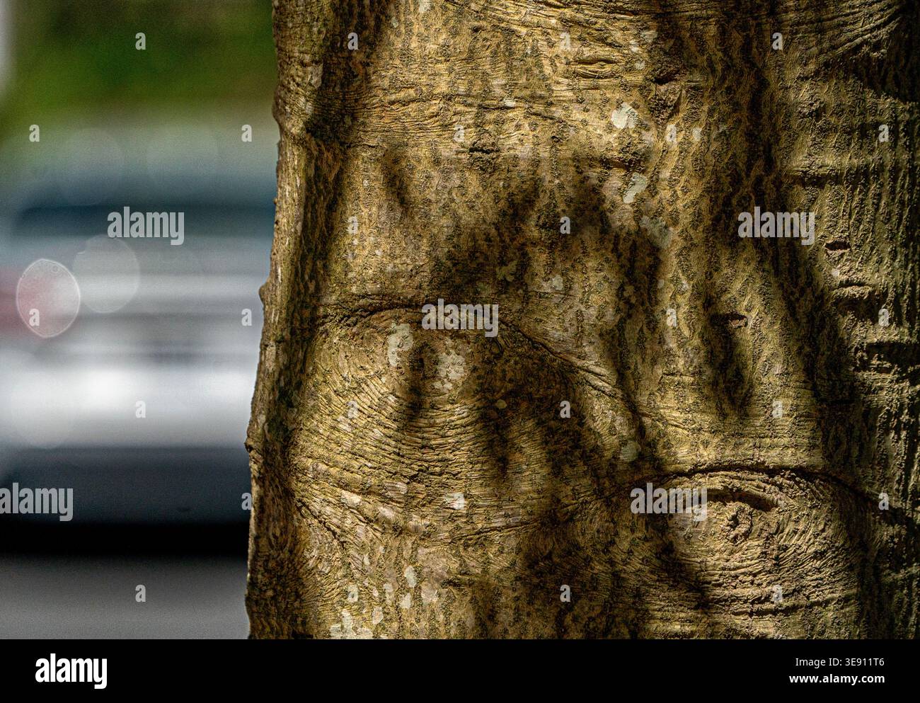 Schatten auf der Rinde eines Reifen Baumes Stockfoto