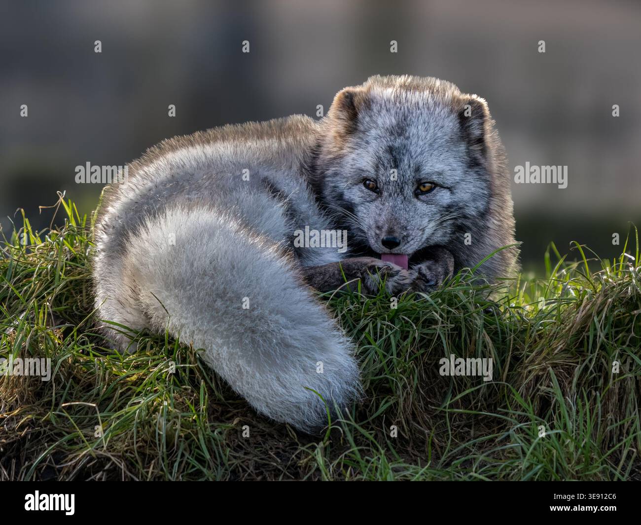Polarfuchs Stockfoto