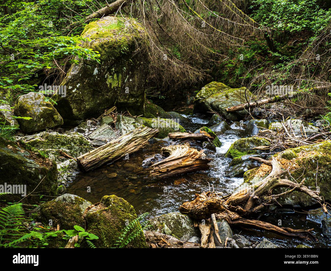 Schwarzwald, Deutschland 1. Juni 2022: Ein kleiner Bach und abgefallene Äste im Schwarzwald Stockfoto