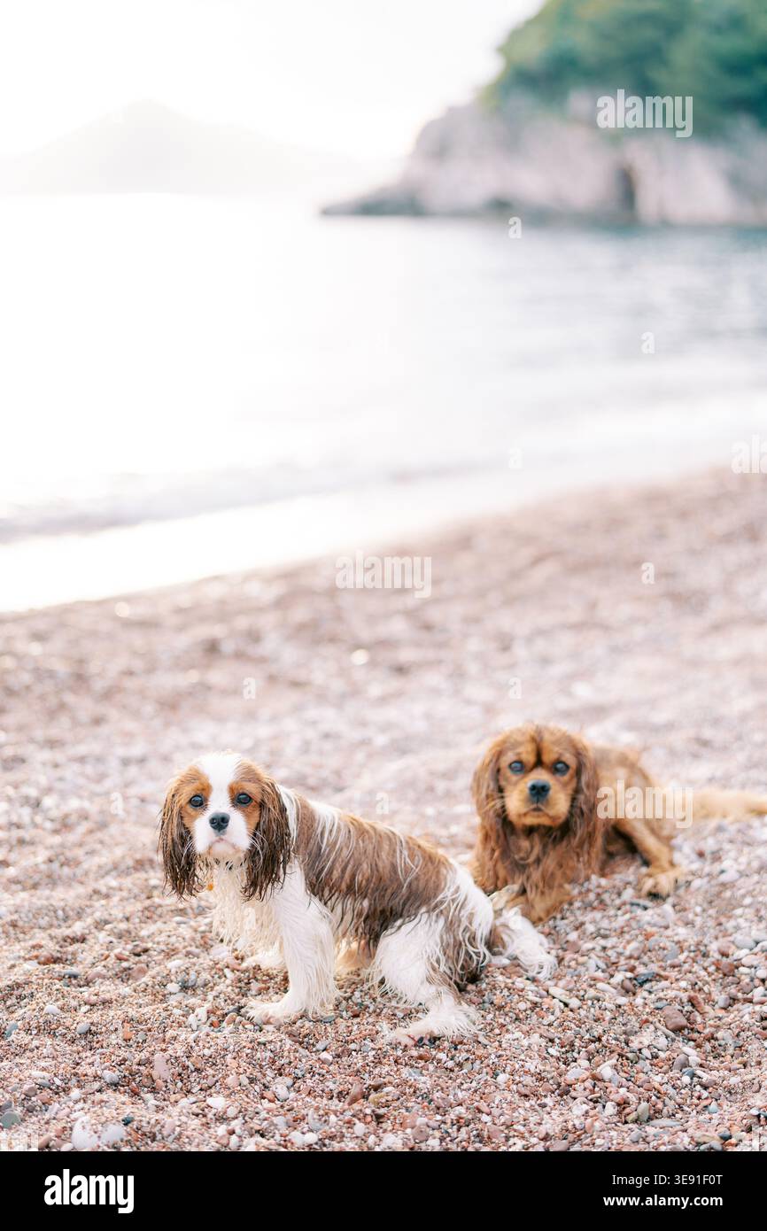 Das Duo von lebhaften Hunden läuft über die steinige Küste unter klarem, sonnigem Himmel in der Nähe von sanften Wellen Stockfoto