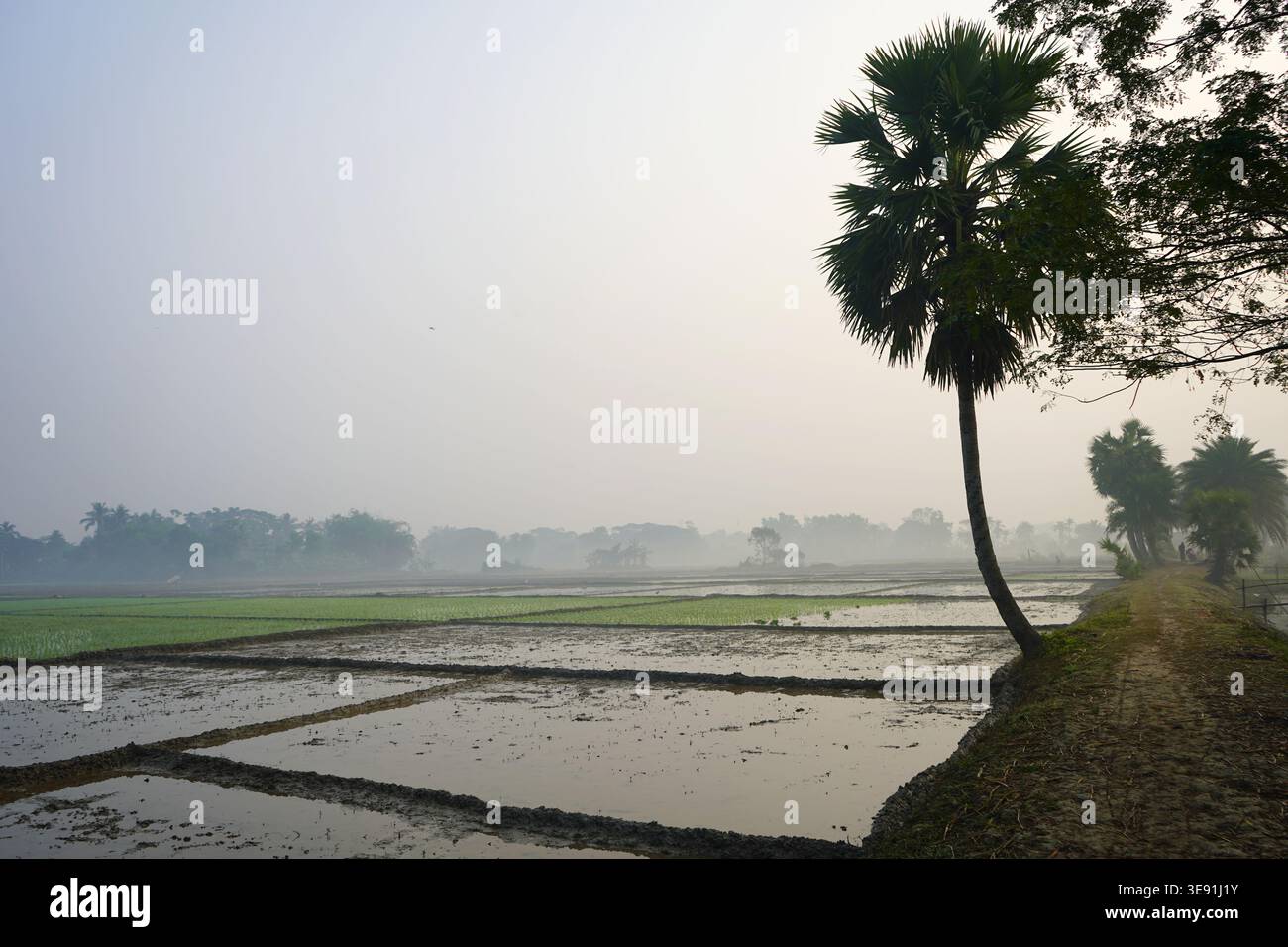 Nebeliger Morgen über überfluteten Paddy-Feldern im ländlichen Bengalen Stockfoto