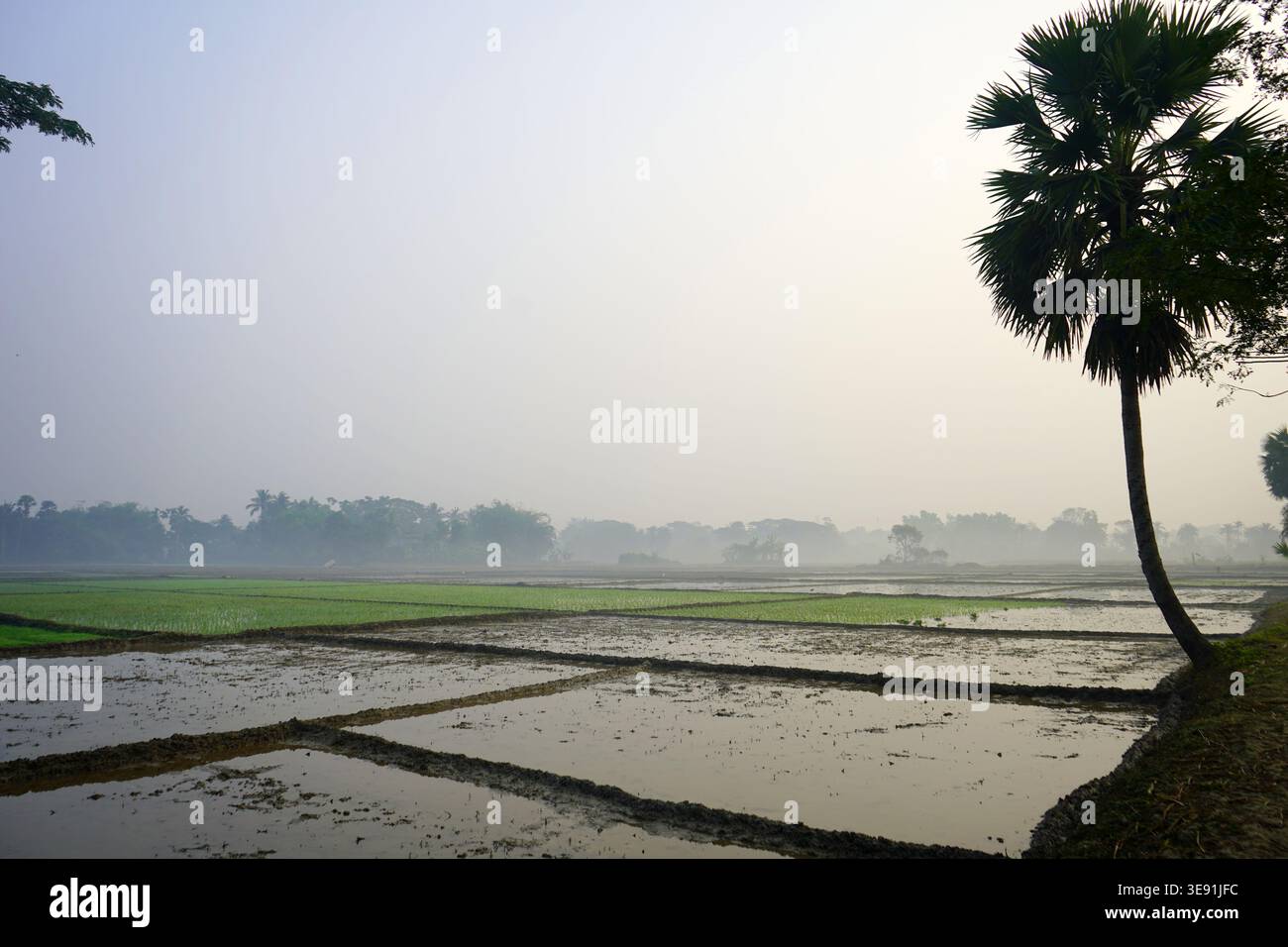 Friedlicher Morgenblick auf junge Reiskulturen und Palmyra-Baum in Bengalen Stockfoto