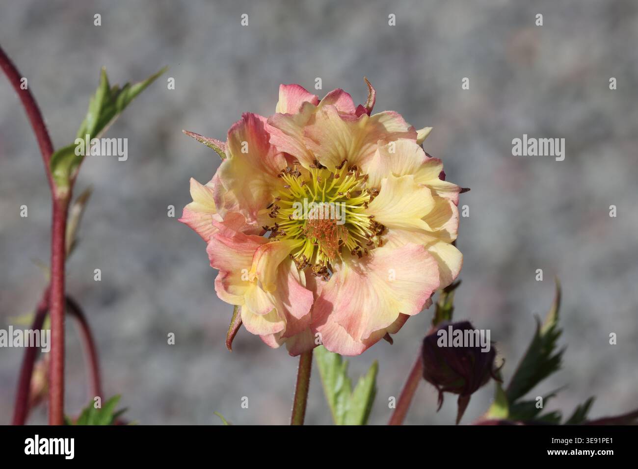Geum Pretticoats Peach („Tngeupp“) (Pretticoats-Serie). Nahaufnahme einer einzelnen Pfirsichblüte, gelben und rosa Halbblüte im Frühling. Stockfoto