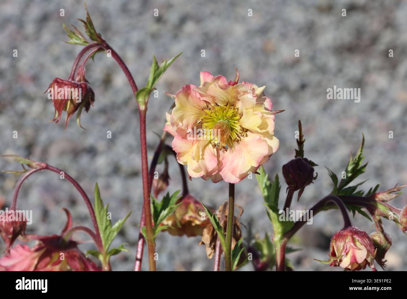 Geum Pretticoats Peach ('Tngeupp') (Pretticoats-Serie), Avens-Pflanze mit halb doppelter pfirsichrosa gelber Blüte und Blütenknospen im Frühjahr. Stockfoto