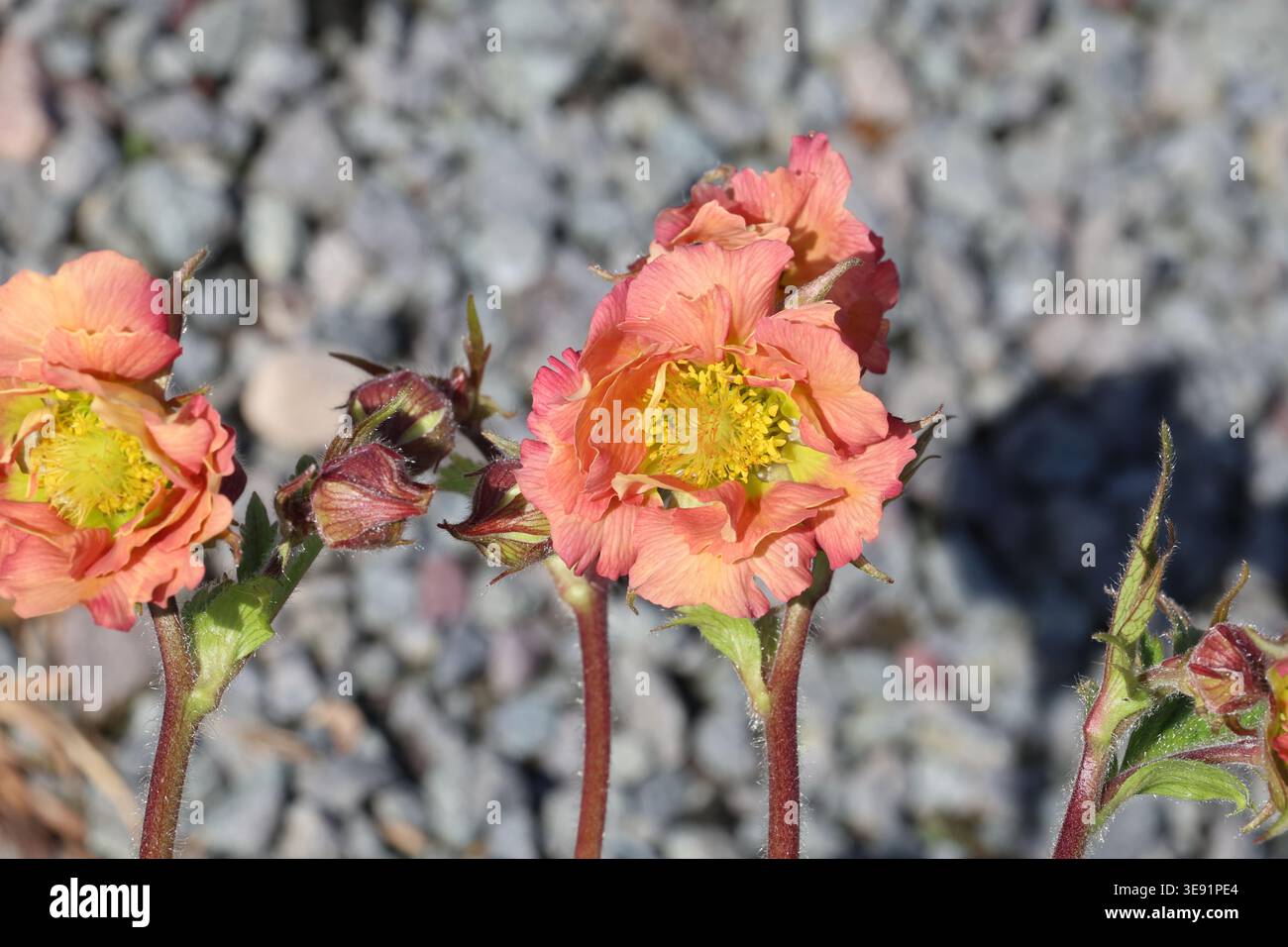Geum 'Mai Tai' (Cocktailserie). Nahaufnahme einer einzelnen, halb-doppelten orange rosa Aschenblüte im Frühling. Stockfoto