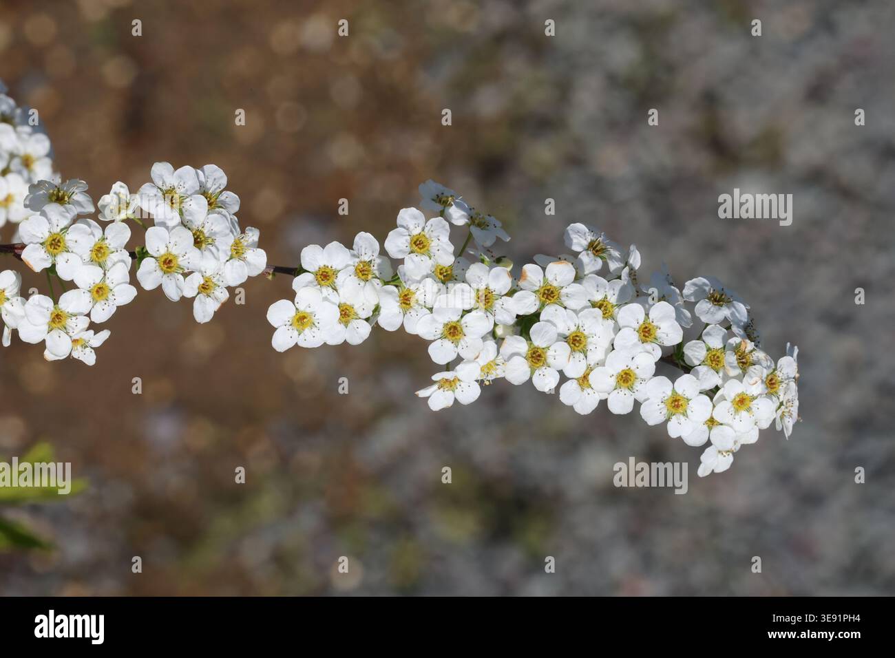 Spiraea 'Arguta'. Nahaufnahme der markanten Bogentriebe mit weißen Brautkranzblumen. Stockfoto