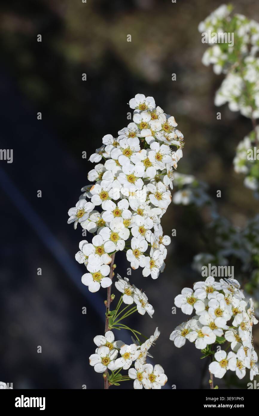 Spiraea 'Arguta'. Nahaufnahme der markanten Bogentriebe mit weißen Brautkranzblumen. Stockfoto