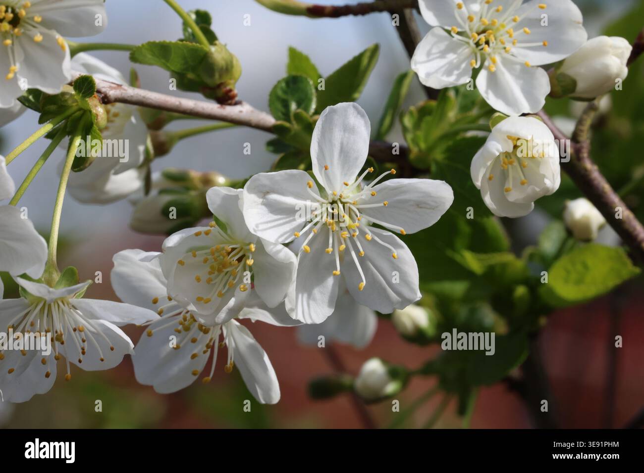 Prunus cerasus 'Morello'. Nahaufnahme einer Gruppe weißer morello-Kirschblüten im Frühjahr. Stockfoto
