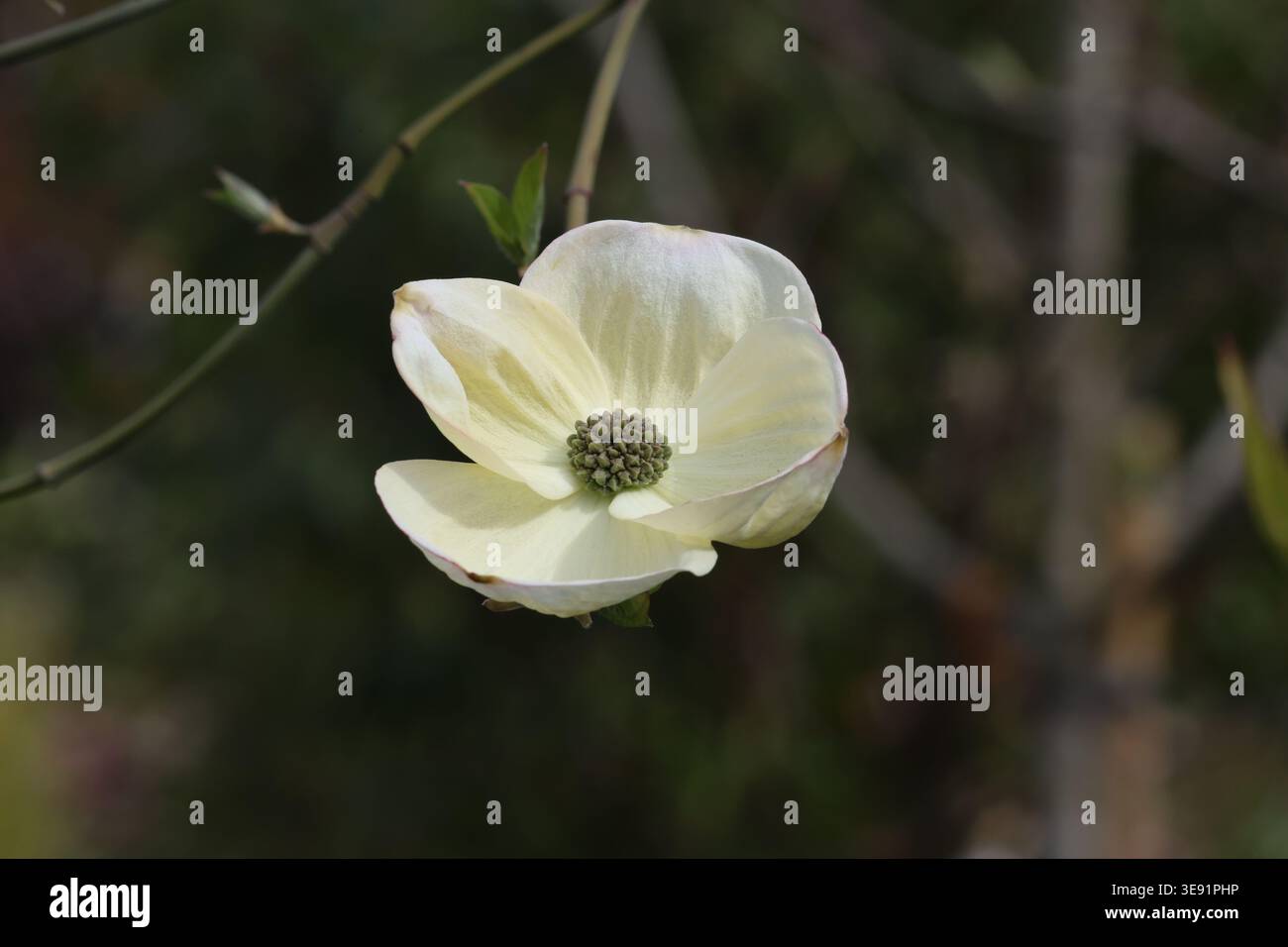 Cornus „Eddie's White Wonder“. Nahaufnahme einer einzelnen Blume mit weißen Deckblättern des Hartholzbaums. Stockfoto