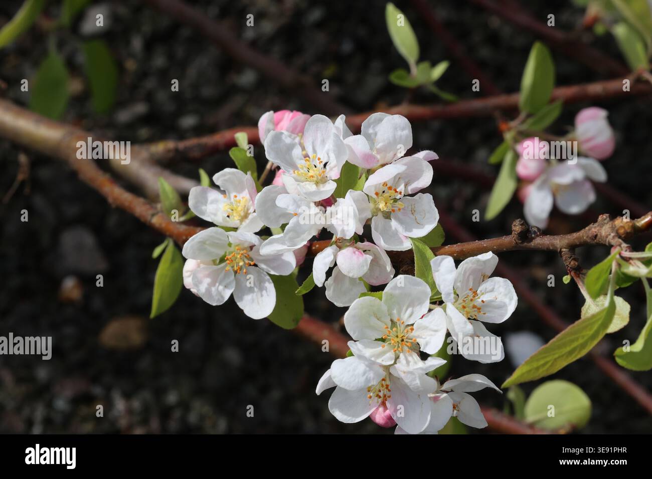 Malus „Evereste“. Nahaufnahme eines frei blühenden Apfelbaums mit weißen Blüten und rosa Knospen im Frühling. Stockfoto
