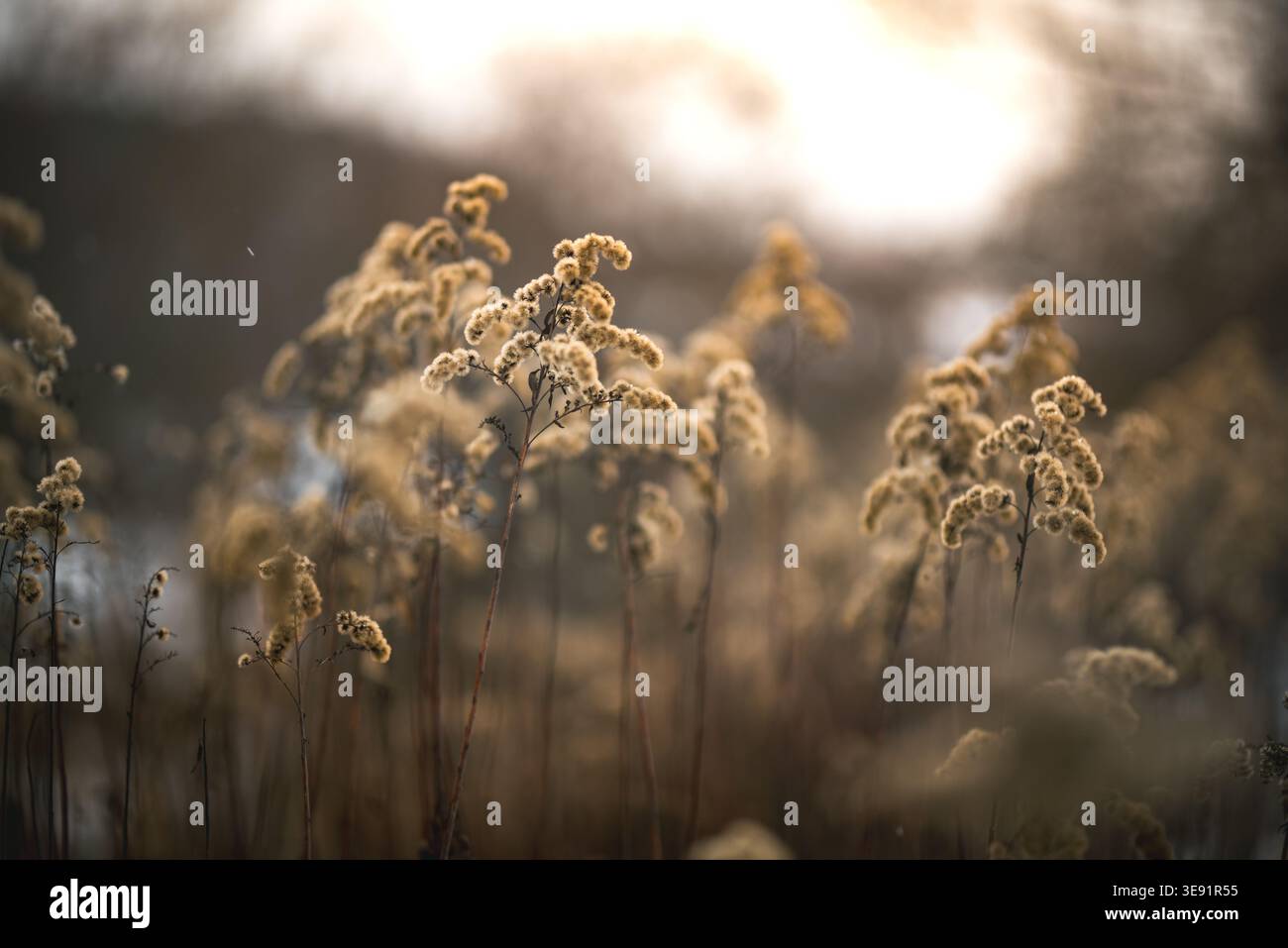 Dieses Bild zeigt eine Nahaufnahme getrockneter Goldrohrpflanzen, möglicherweise auf einem Feld, mit verschwommenem Hintergrund. Stockfoto